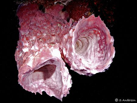 Cozumel always offers color and shape along the walls. Th... by Steven Anderson 