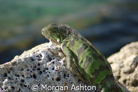 Iguana by the pier at Den Laman Condominiums in Bonaire. ... by Morgan Ashton 