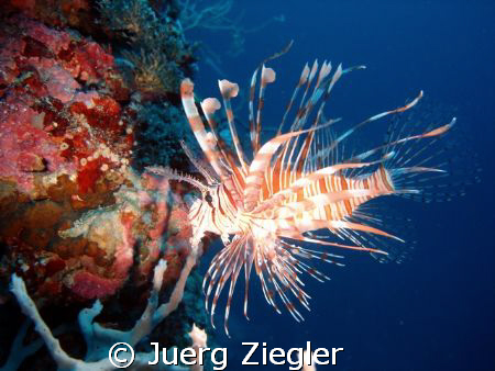 Red Alert !
Lionfish in the wall ... 
Red Alert !

sm... by Juerg Ziegler 