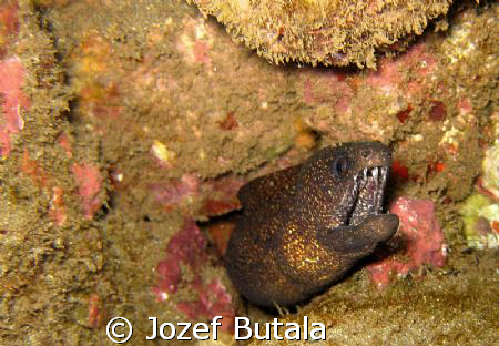 Keep Out!!!.............Undulated moray,Ulua beach,Maui,H... by Jozef Butala 