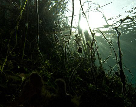 Shooting up through the roots and aquatic plants in a fre... by Cal Mero 