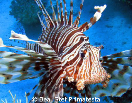 Pterois volitans by Bea & Stef Primatesta 