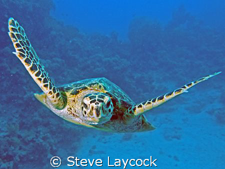 Hawksbill turtle admires itself in the lens port by Steve Laycock 
