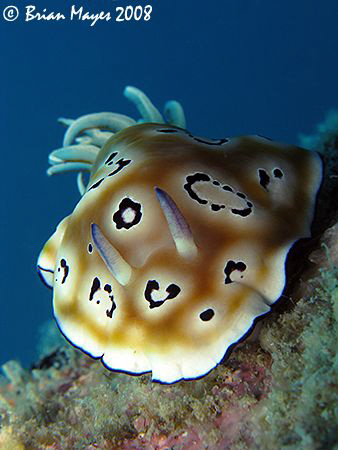 The Leopard Nudi (Chromodoris leopardus)....¸><((((º>`·.¸... by Brian Mayes 