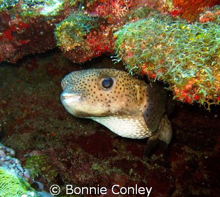 Porcupinefish seen at Grand Cayman July 2008.  Photo take... by Bonnie Conley 