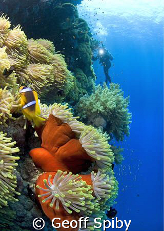 anemone city, Daedelus reef by Geoff Spiby 