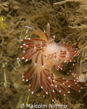 A couple of Nudibranchs  in an amorous embrace on the Ron... by Malcolm Nimmo 