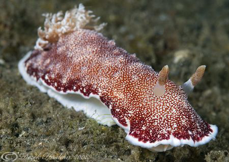 Chromodoris reticulata. Lembeh straits. D200, 60mm. by Derek Haslam 