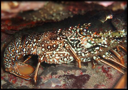 Una bresilliene....spotted tiny lobster by Durand Gerald 