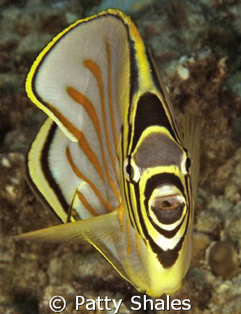This little fish was quick to move but I got a lucky shot... by Patty Shales 