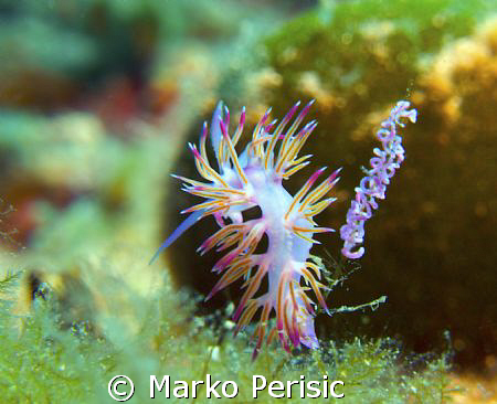 A Pink Flabellina (flabellina affinis) tending to what i ... by Marko Perisic 