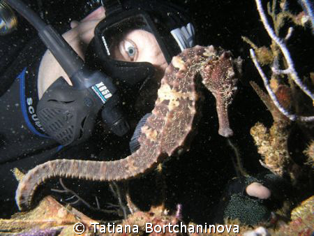 SeaHorse by Tatiana Bortchaninova 