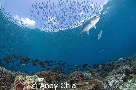 This picture was taken at Sipadan using Nikkon D70s. Scho... by Andy Chia 