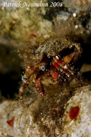 should i jump or should i stay :)))
Crab Anilao, Philipp... by Patrick Neumann 