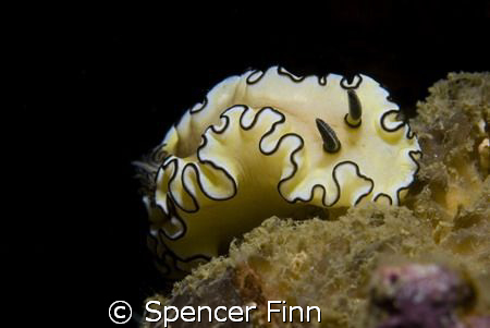 Day dive Koh Doc Mai in Phuket, 60mm by Spencer Finn 