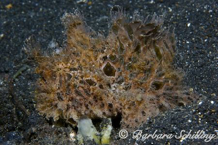 Hairy little guy :-) Lembeh Hairy Frogfish. by Barbara Schilling 