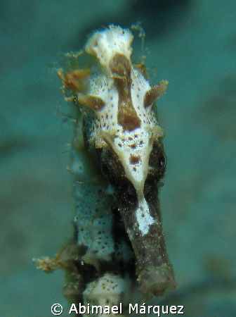 Seahorse, Crash Boat, Aguadilla, PR. by Abimael Márquez 