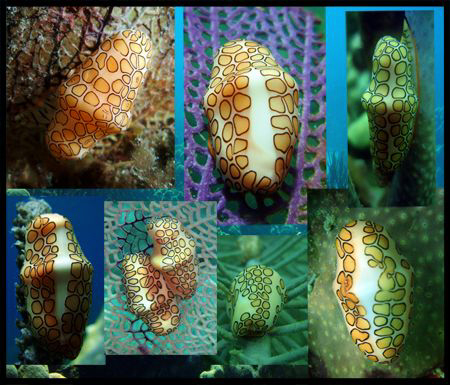 Shell #1 Flamingo's dance lol by Durand Gerald 