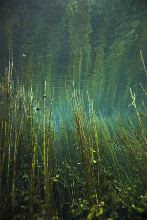 Freshwater Plants and reflections

Nikon d80, natural l... by Cal Mero 