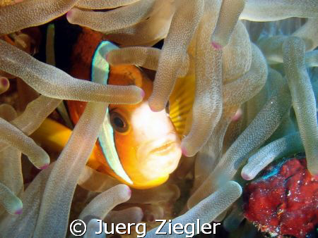 Hallo - do you want to join me ? by Juerg Ziegler 