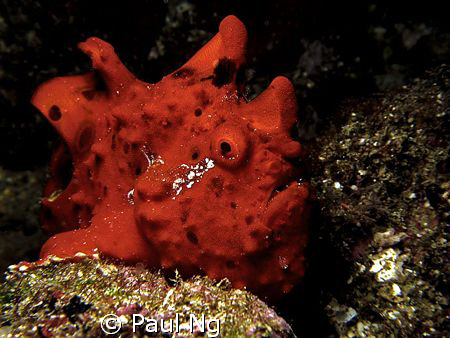 What's up doc!!! Taken in Anilao with Canon S80 also stro... by Paul Ng 