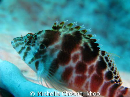 coral hawkfish perched on barrel sponge @ Seraya beach, T... by Michelle Choong_khoo 