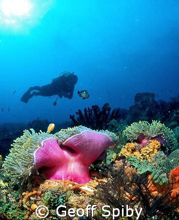 taken off Pemba Island, Tanzania by Geoff Spiby 