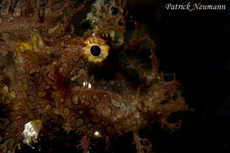 Say "HELLO" to Mr.Rhenopias Frondosa :-)) taken in secret... by Patrick Neumann 