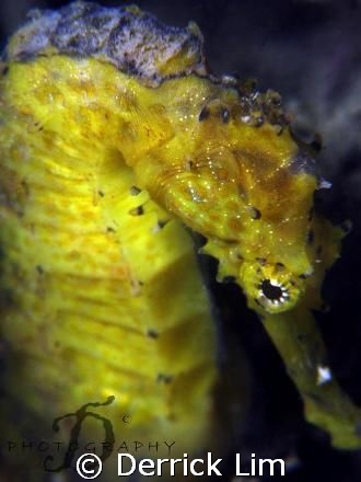 Shy yellow seahorse found @ Pulau Hantu, Singapore. Canon... by Derrick Lim 