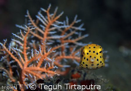 Yellow Boxfish. Captured at Manado, Indonesia. Canon EOS ... by Teguh Tirtaputra 