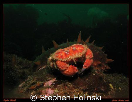 Crab and Sea Cucumber.  Taken in the cold waters of Briti... by Stephen Holinski 
