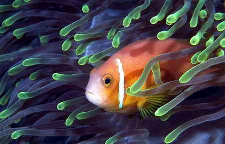 Clownfish by Eric Orchin 