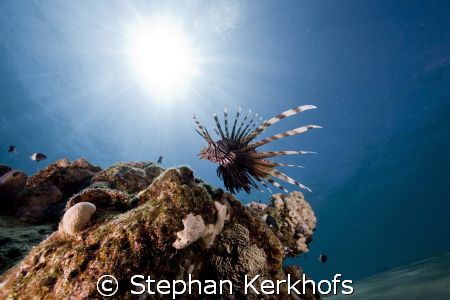 lion fish (pterois miles) taken in Na'ama Bay. by Stephan Kerkhofs 