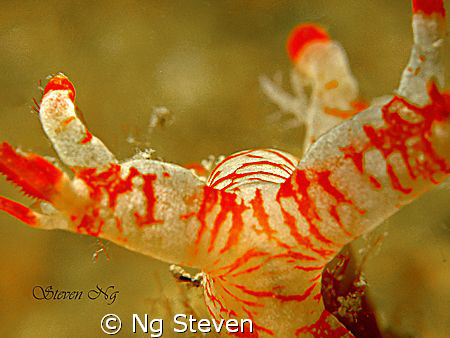 bullish nudi charging...Canon A640 double macro lens, Z240 by Ng Steven 