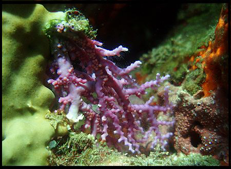 tiny "stylaster roseus" with the polype out,found in a ca... by Durand Gerald 