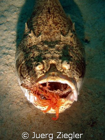Hungry Stargazer eating Lionfish ! by Juerg Ziegler 