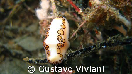Flamingo Tongue Snail @ Crash Boat by Gustavo Viviani 