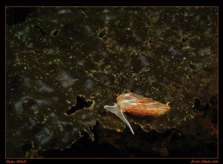 Opalescent Nudibranch looking for a meal.  Taken in Victo... by Stephen Holinski 