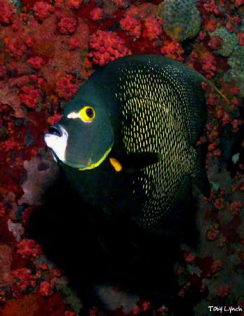 French Angelfish set against the haul of the Veronica L. by Toby Lynch 