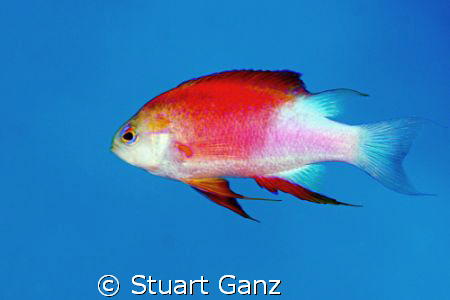 Longfin Anthias, Taken at a dive site in Kona named "Two ... by Stuart Ganz 