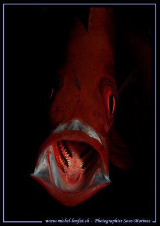 Big mouth :O) by Michel Lonfat 