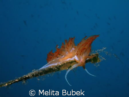 On The Top by Melita Bubek 