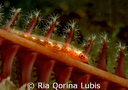 Goby fish by Ria Qorina Lubis 