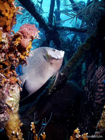 This photo of Grey Angelfish was taken at the James Bond ... by Steven Anderson 