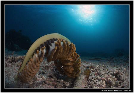 Not enough current for his taste D200/10.5mm by Yves Antoniazzo 