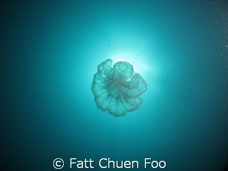 UFO? Perhaps Jellyfish by Fatt Chuen Foo 