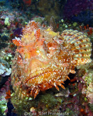 Chapon,  Scorpaena scrofa. by Bea & Stef Primatesta 