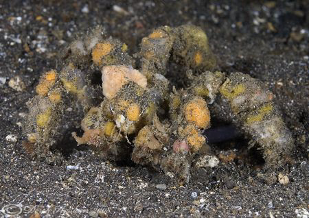 Decorator crab. He's in there some where! D200, 60mm. by Derek Haslam 