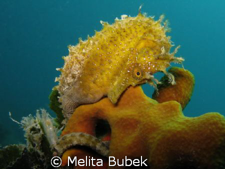 Seahorse / Fiesa, Slovenia / Canon G9, in-strobe by Melita Bubek 