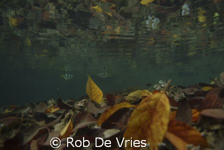 Rainforest above, corals, leaves and fish just under the ... by Rob De Vries 